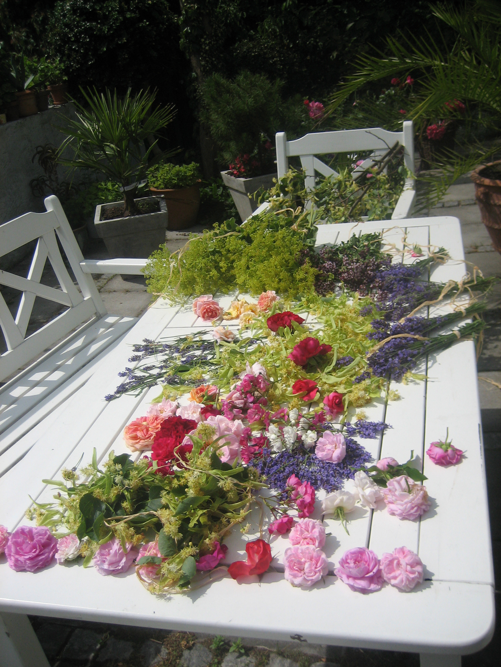 Bilder terdén gardencenter